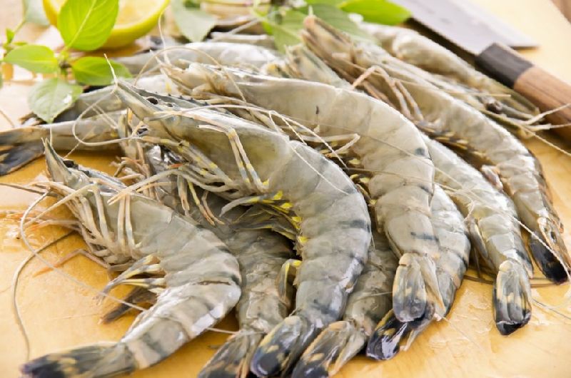 Pdto shrimp, for Cooking, Food, Human Consumption, Making Medicine, Making Oil, Style : Fresh, Frozen