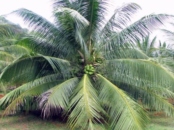 Coconut fruit plant