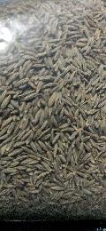 Cumin Seed, for Cooking, Certification : FSSAI Certified