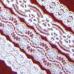 Lycra Lace, for Fabric Use, Pattern : Plain, Printed