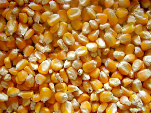 Raw Maize Seeds