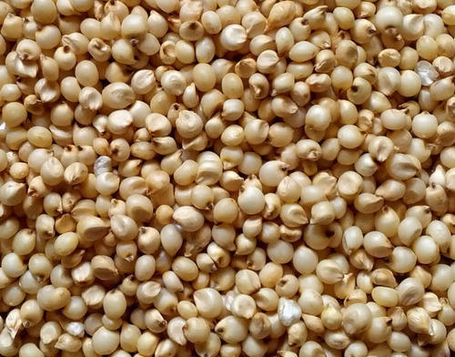 Sorghum Seeds, Packaging Size : 10kg, 20 kg