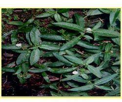 Maddi Bhringraj Leaf Dry Powder