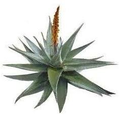 Aloe Barbadensis Plant