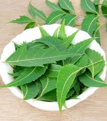 Fresh Neem Leaves