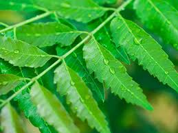 Neem, for Clinical, Personal, Form : Leaf