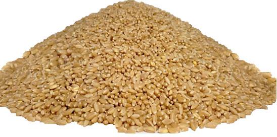 Lokwan Wheat