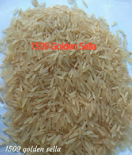1509 Golden Sella Rice