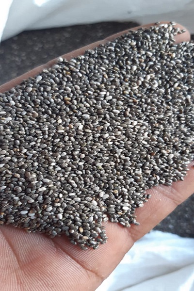 Conventional Chia Seed, Style : Dried