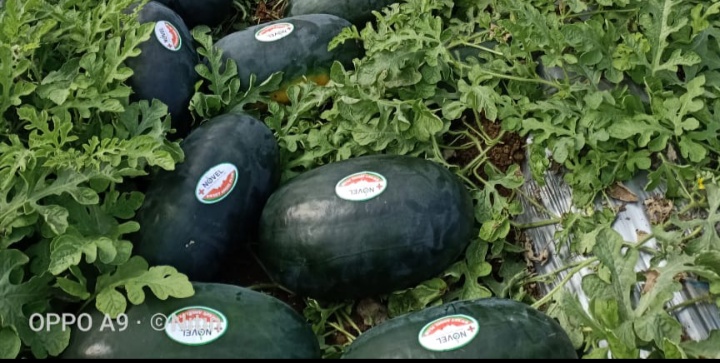 Shriram farmfresh Common watermelon