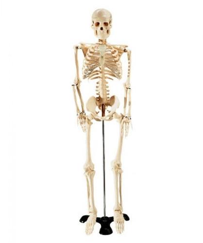 Pvc skeleton models