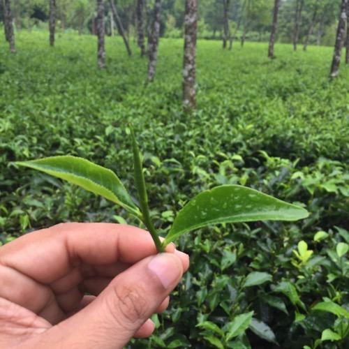 Assam tea, Certification : FSSAI Certified