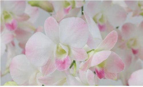 Air Peach Dendrobium Orchid Plant