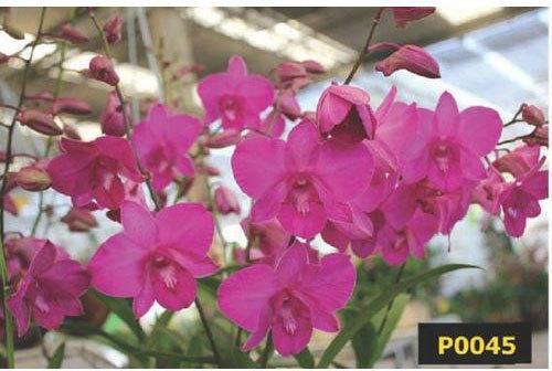 Aiyara Pink Dendrobium Orchid Plant