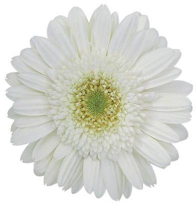 Amelie Gerbera Flower, Color : White