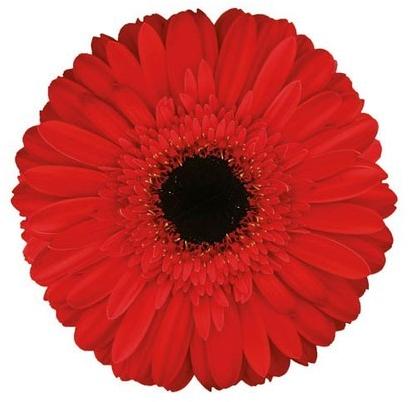 Amlet Gerbera Flower, Color : Red