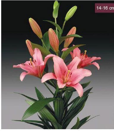 Brindisi LA Lilies Plant, Color : Pink