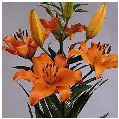 Brunello Asiatic Lilies Plant, Size : 12-14 cms