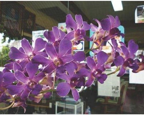 Bubble Gum Dendrobium Orchid Plant, Age Group : 0-3Months