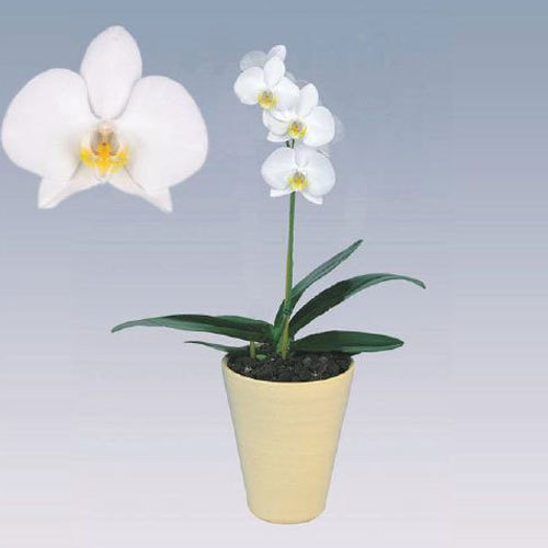Casablanca Phalaenopsis Plant Pot, Color : White
