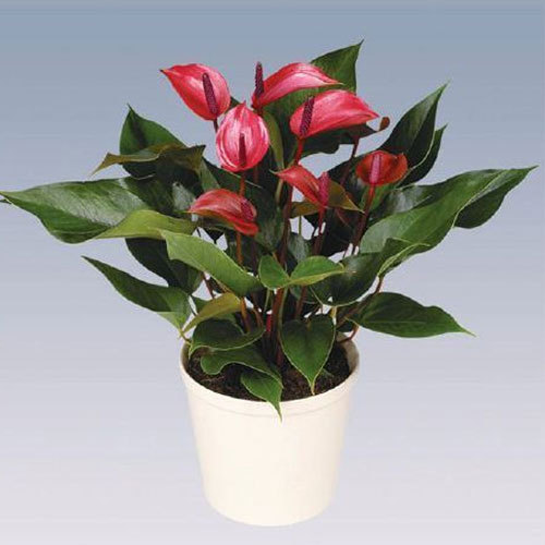 Cherry Champion Anthurium Plant Pot