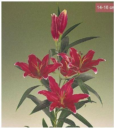 Cobra Zantricob Oriental Lilies Plant, Color : Red