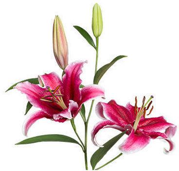 Natural Corvara Oriental Lilies Plant, Color : Hot Pink