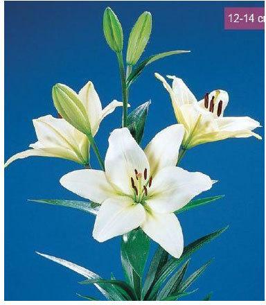 Common Courier LA Lilies Plant, Color : White