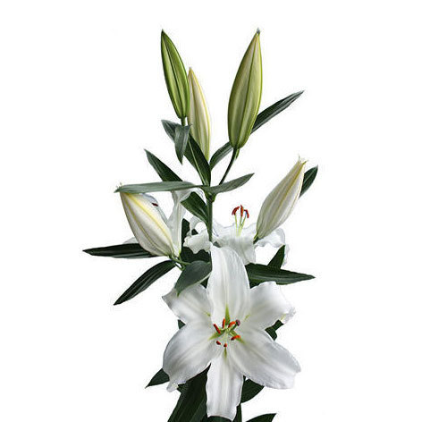Crystal Blanca Oriental Lilies Plant