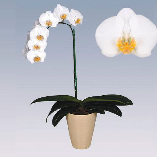 Daewin Phalaenopsis Plant Pot, Color : White