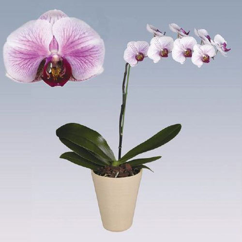 Dallas Phalaenopsis Plant Pot, Color : White