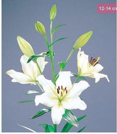 Ercolano LA Lilies Plant, Color : White