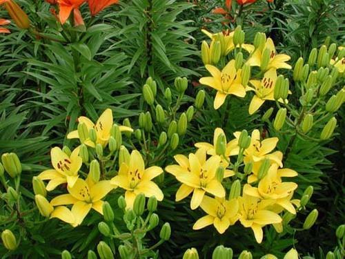 Natural Gironde Asiatic Lilies Plant
