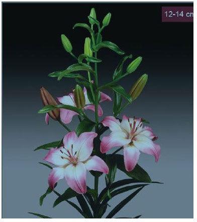 Levi Asiatic Lilies Plant, Size : 12-14 Cms