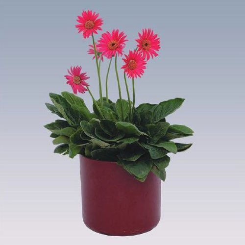 Mini Pink Gerbera Plant Pot, for Decorative