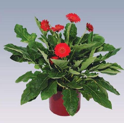 Mini Red Gerbera Plant Pot, for Decorative