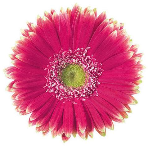 Morelia Gerbera Flower, Color : Bi-Color