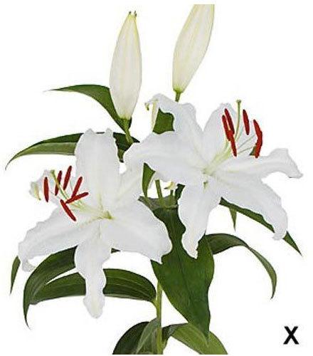 Mother's Choice Oriental Lilies Plant, Size : 14-16 Cms