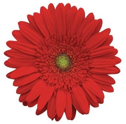 Natasha Gerbera Flower, Color : Red