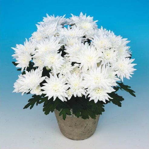 Neves Chrysanthemum Plant Pot