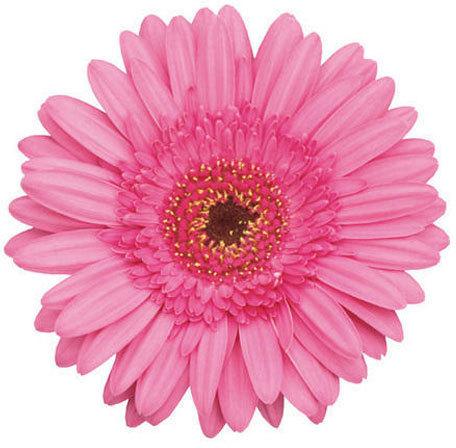 Nigela Gerbera Flower, Color : Pink