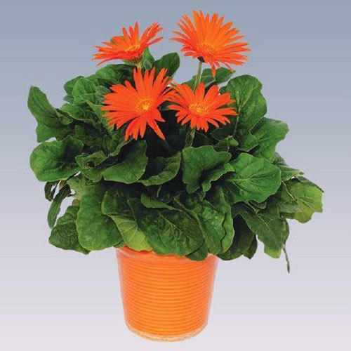 Orange Gerbera Plant Pot, Feature : Freshness