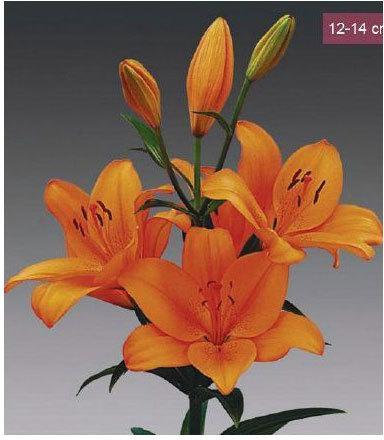 Orange Tycoon LA Lilies Plant