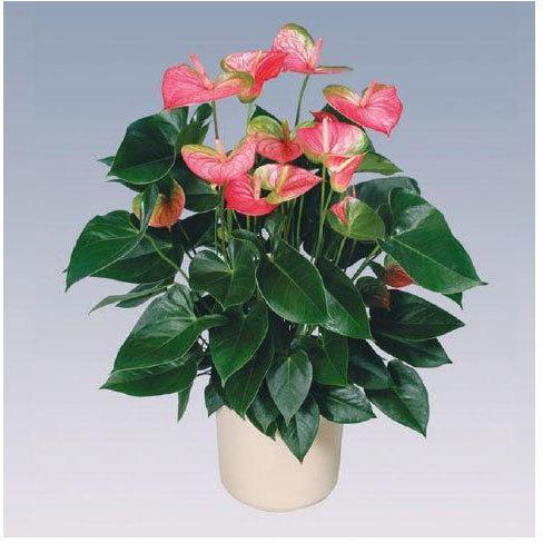 Pandola Anthurium Plant Pot