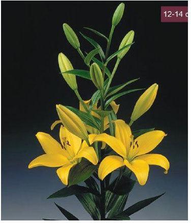 Pavia LA Lilies Plant, Color : Yellow