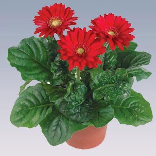 Red Gerbera Plant Pot, Feature : Freshness