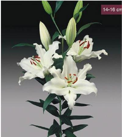 Rialto Oriental Lilies Plant, Size : 14-16 cms