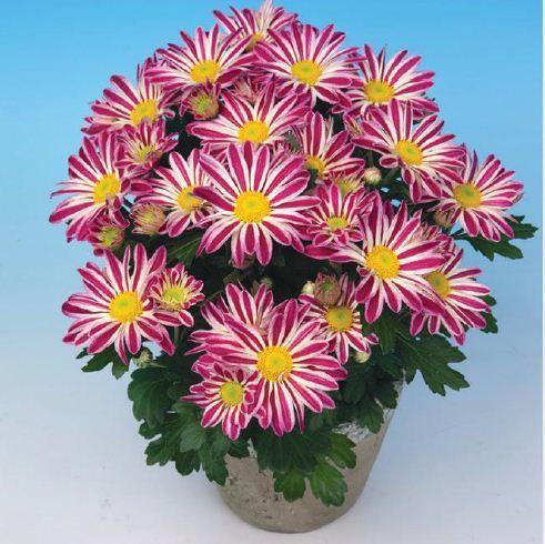 Robinho Chrysanthemum Plant Pot, Color : Purple