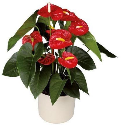 Royal Champion Anthurium Plant Pot