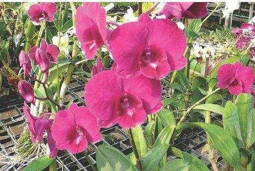 Sakura Pink Dendrobium Orchid Plant, Age Group : 0-3Months